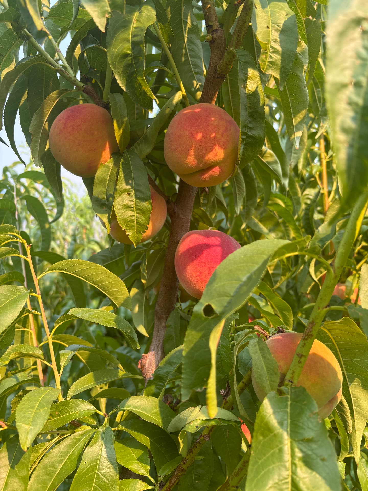 Peaches ripening on the tree in a Similkameen Valley orchard