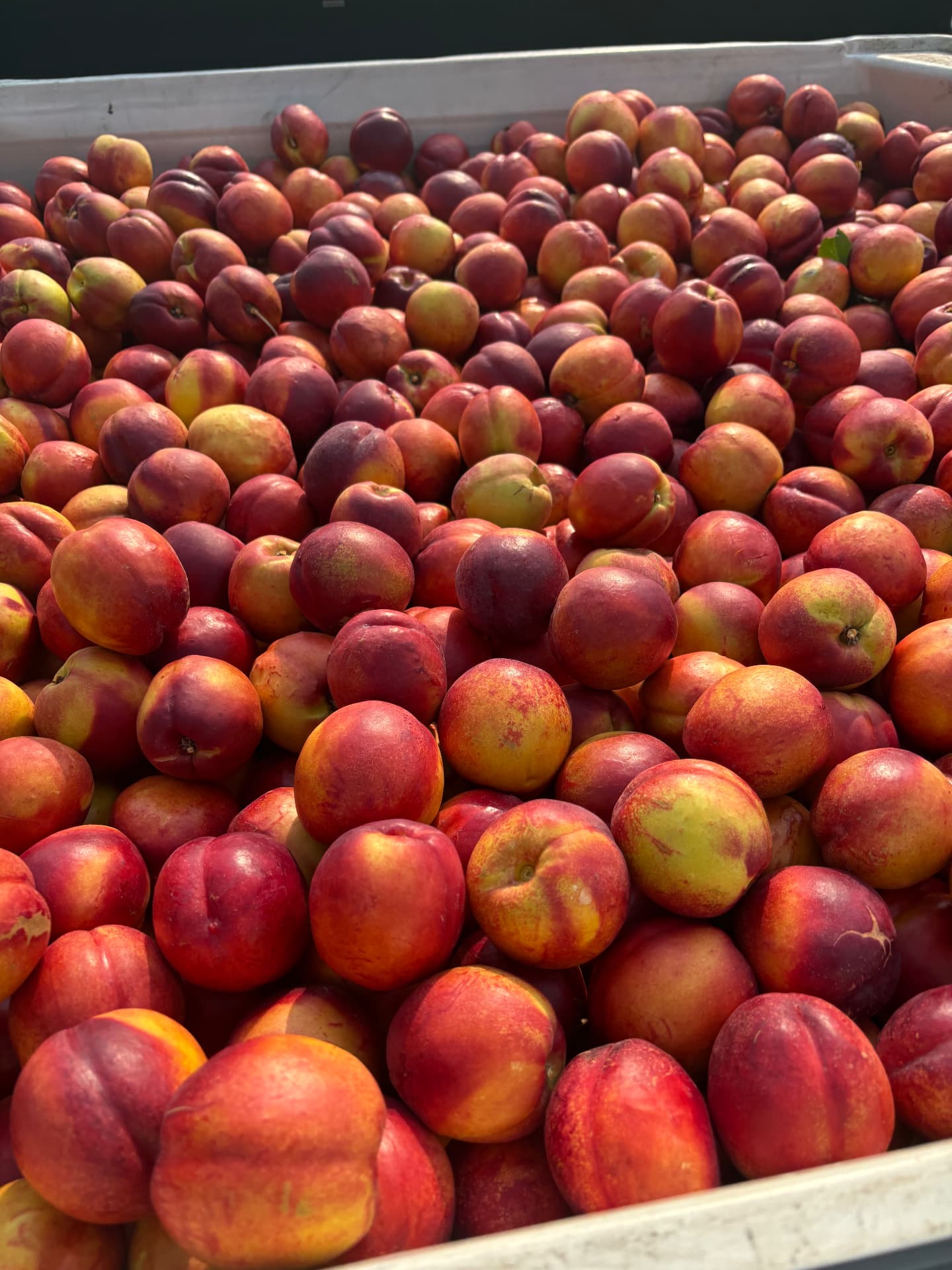 Large bin filled with ripe red nectarines in the sun